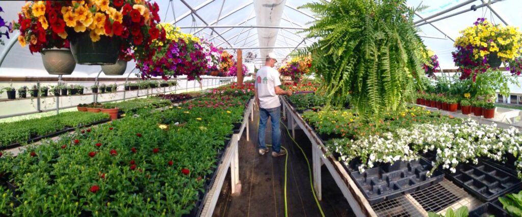 Man tending plants in greenhouse, vibrant flowers hanging.