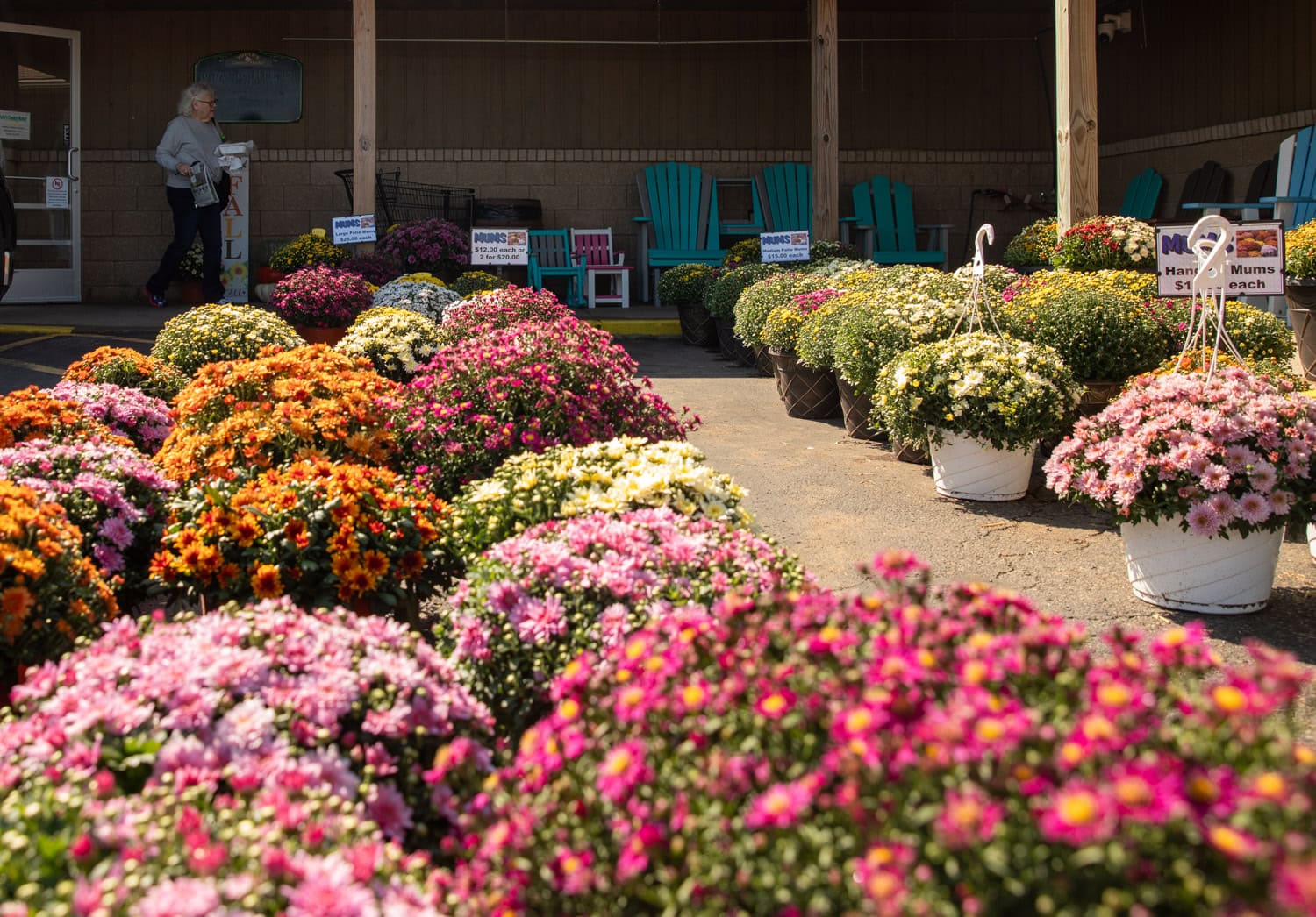 Colorful mums displayed outside shop entrance